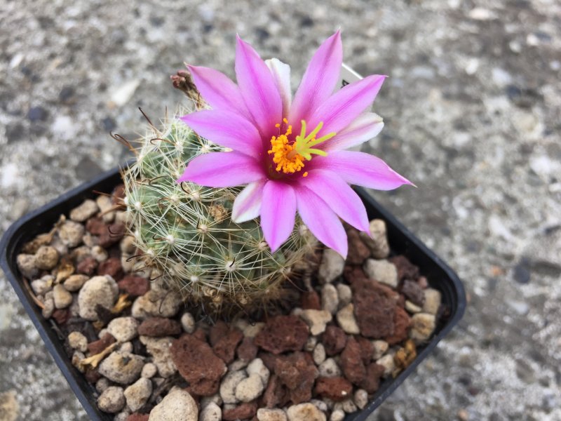 Mammillaria boolii 