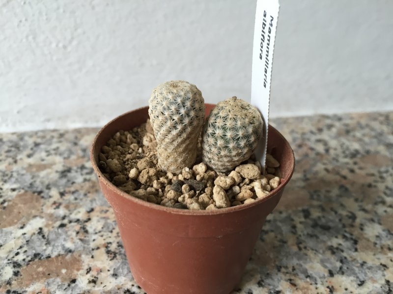 Mammillaria albiflora 