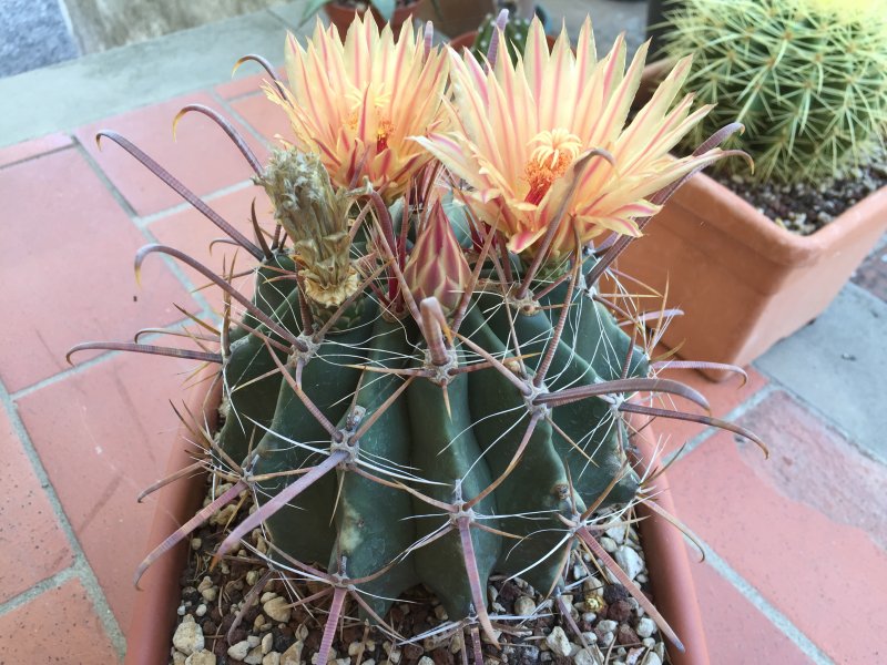 Ferocactus peninsulae 