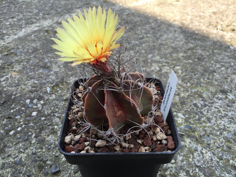 Astrophytum capricorne 