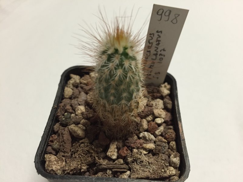 echinocereus primolanatus