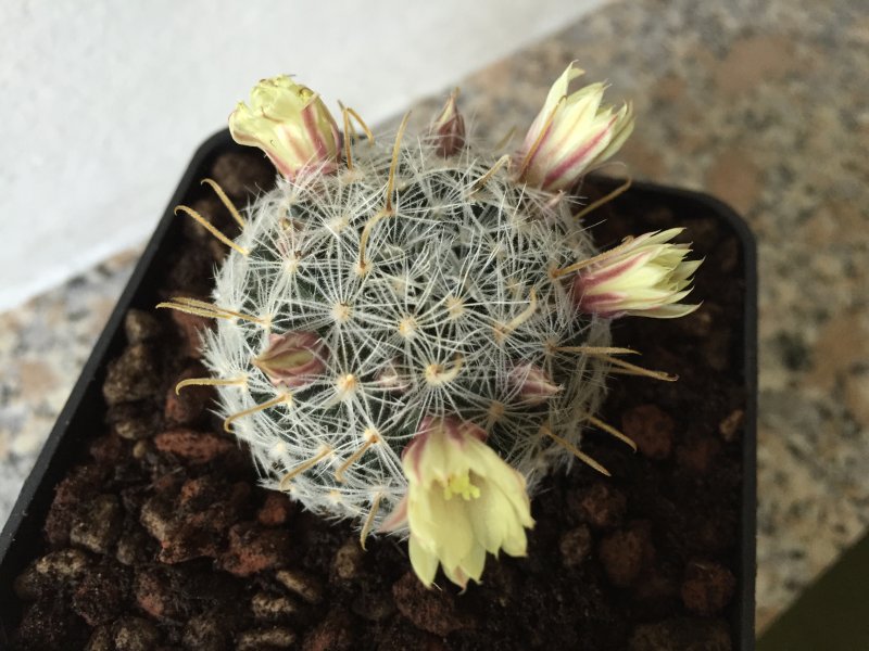 Mammillaria  
