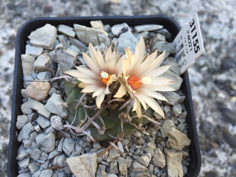 Turbinicarpus klinkerianus SB275