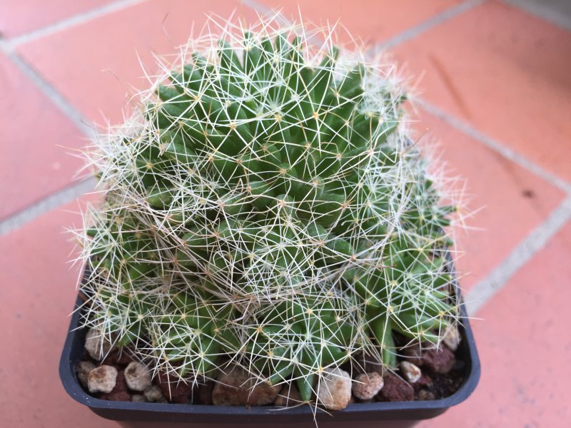 Mammillaria decipiens 