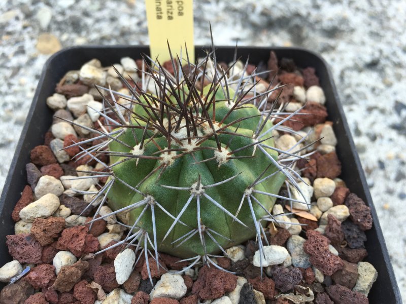 Copiapoa megarhiza v. echinata 