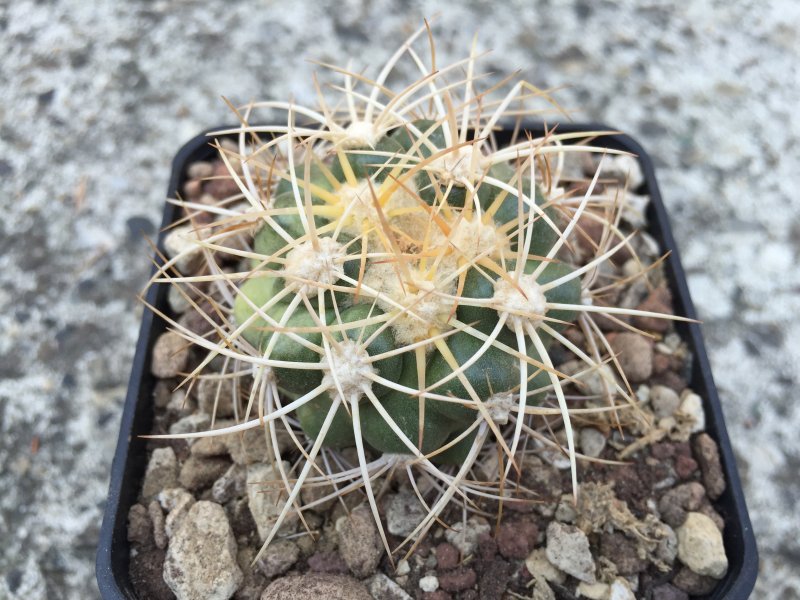 Discocactus albispinus HU390