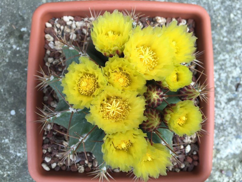 Ferocactus schwarzii 