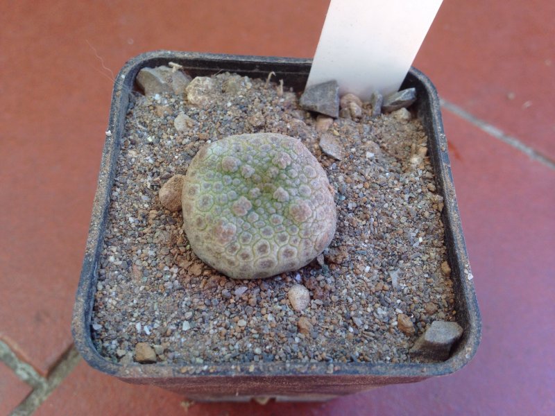 Pseudolithos cubiformis 