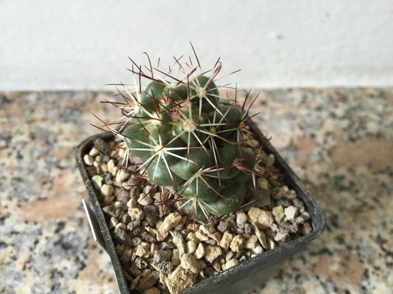 Mammillaria schumannii 