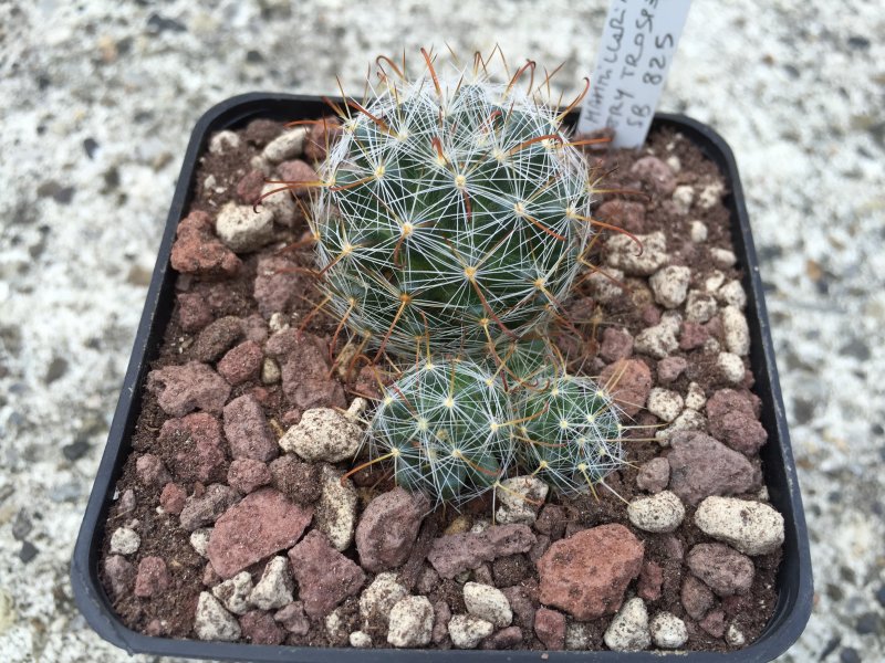 Mammillaria erythrosperma SB825