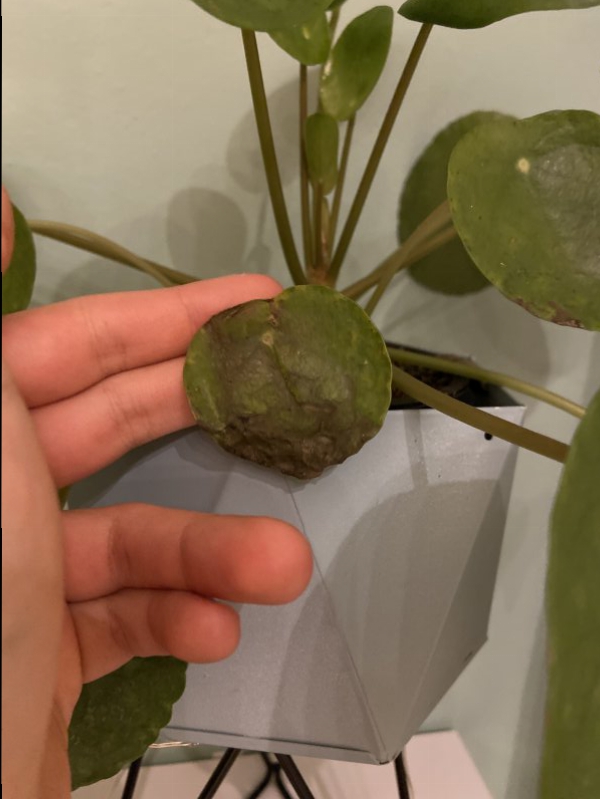 Pilea peperomioides 