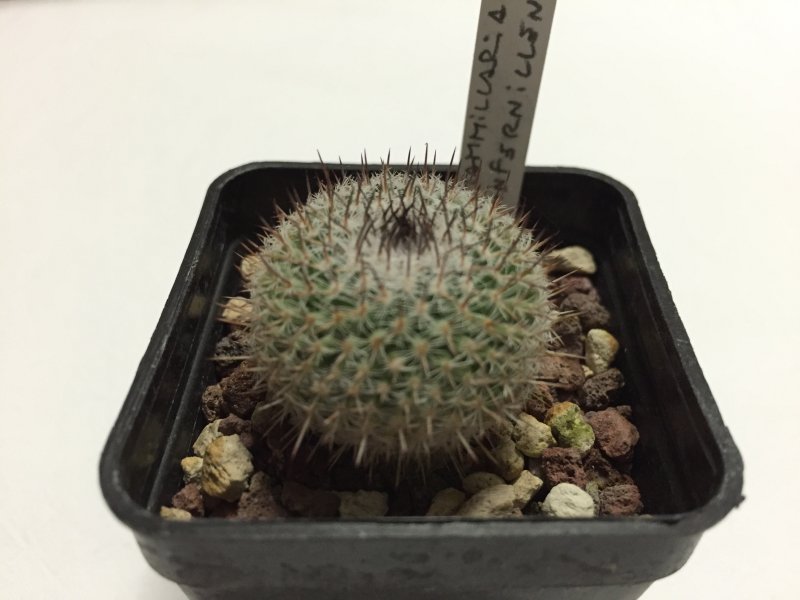 Mammillaria infernillensis 