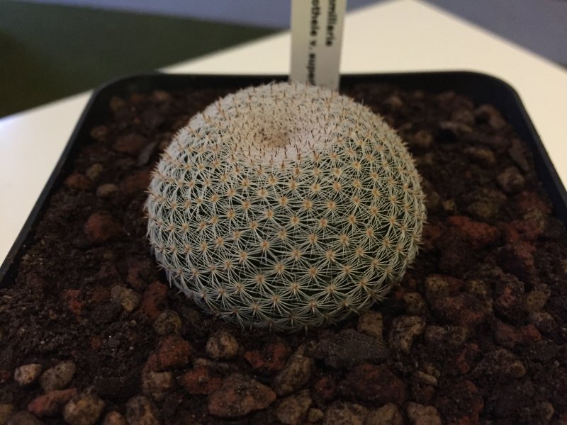 Mammillaria microthele v. superfina 