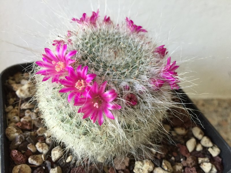 Mammillaria hahniana 