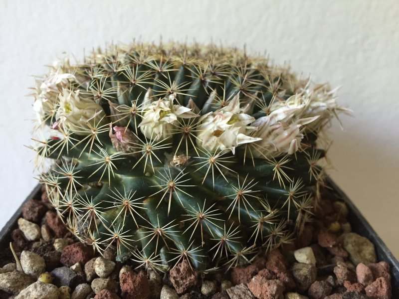 Mammillaria ? 