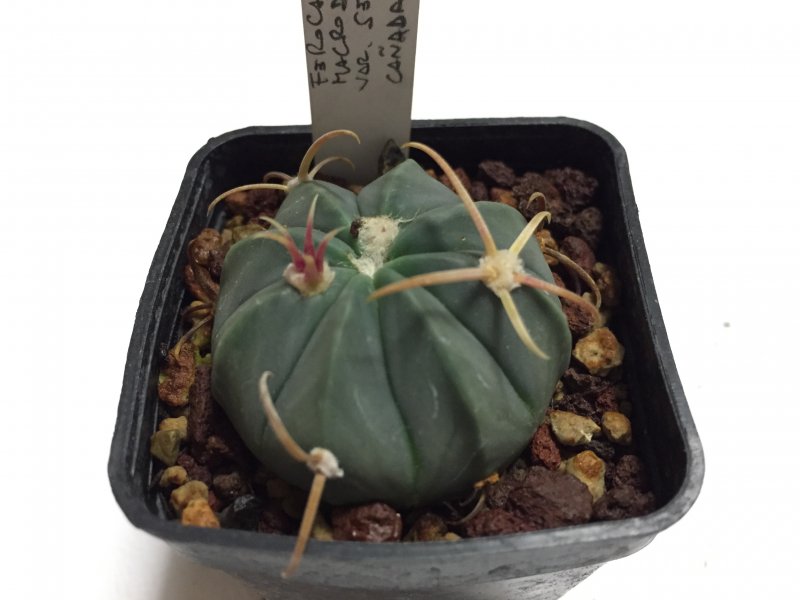 Ferocactus macrodiscus v. septentrionalis 