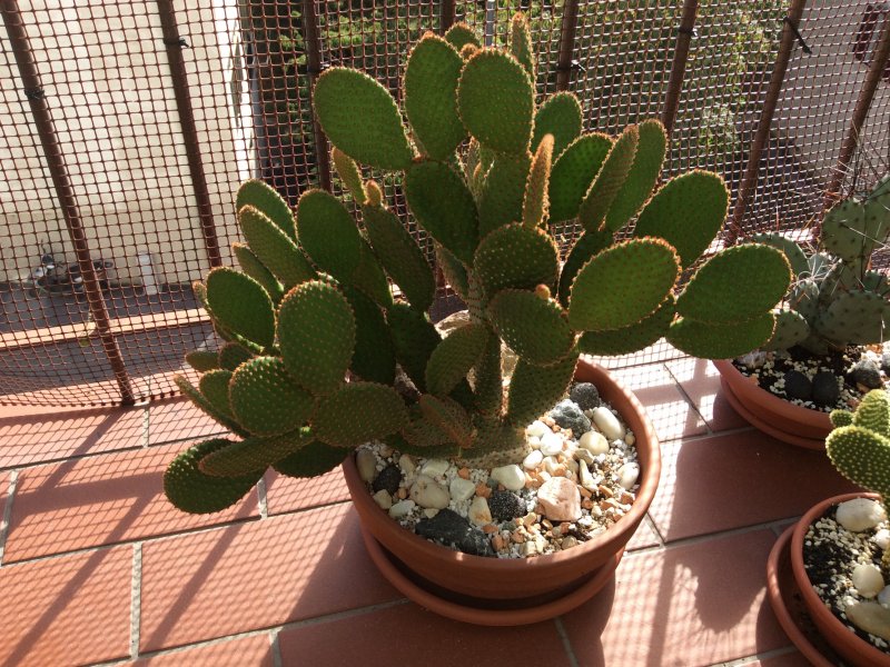 Opuntia microdasys v. rufida 