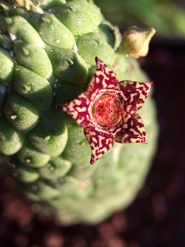 Trichocaulon cactiforme 