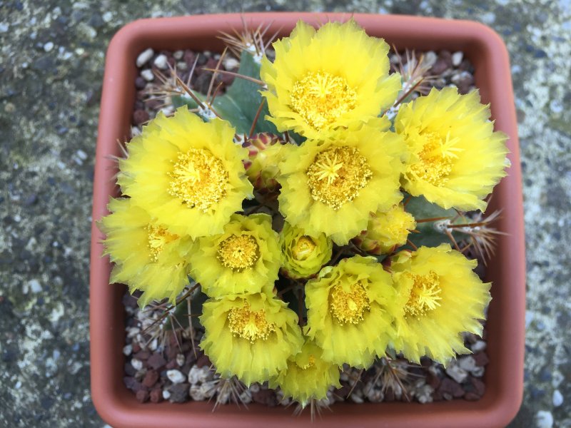 Ferocactus schwarzii 