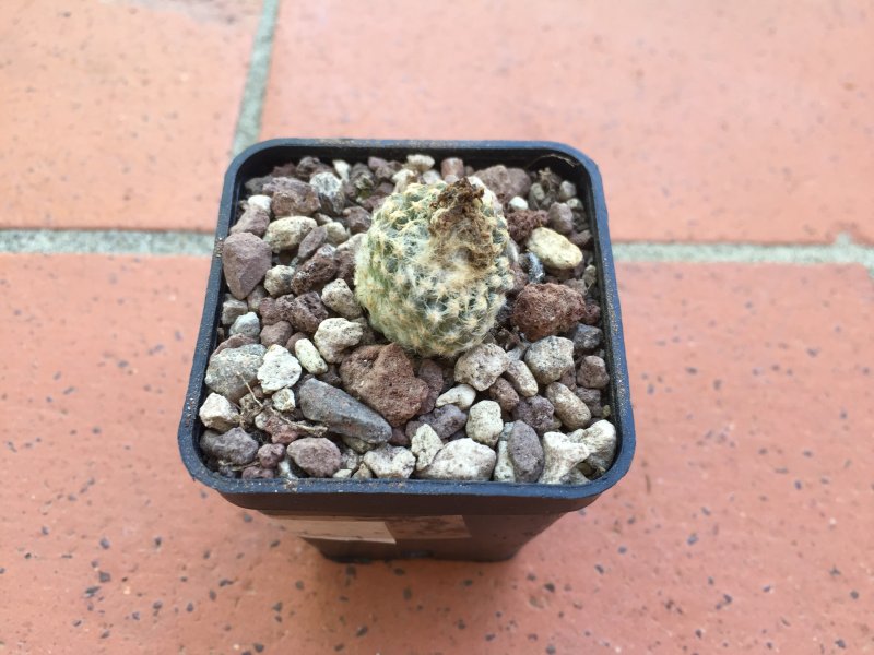 Copiapoa laui 