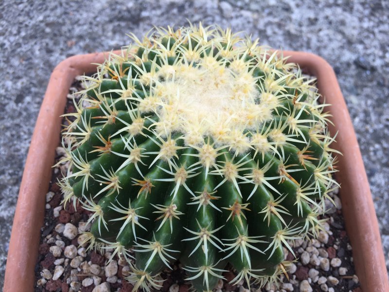 Echinocactus grusonii v. brevispinus 