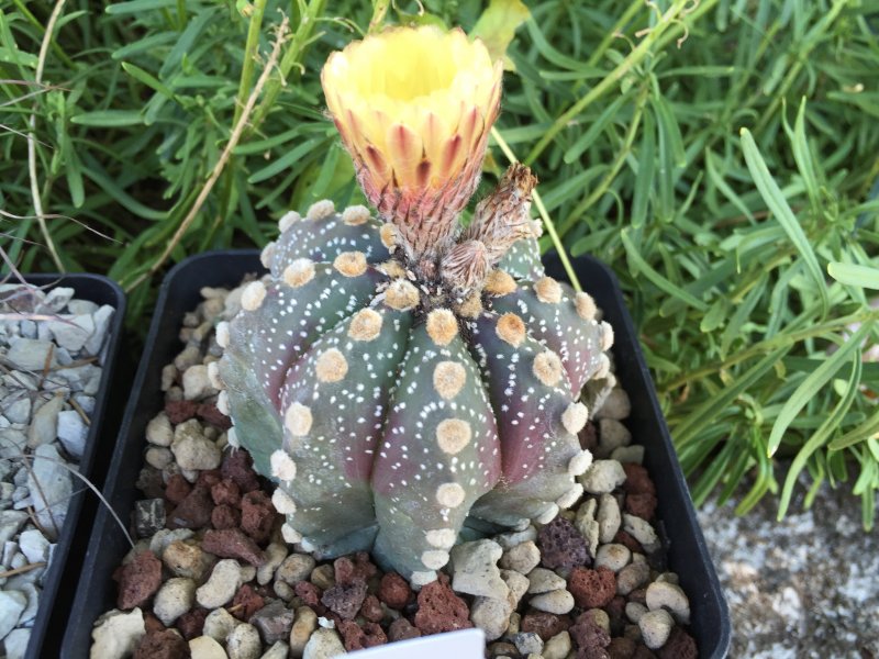 Astrophytum asterias 