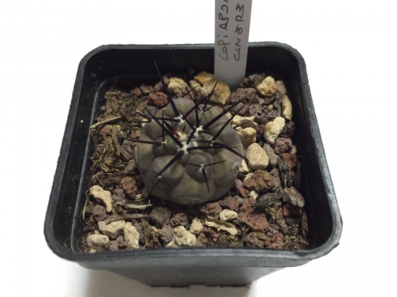 Copiapoa cinerea 