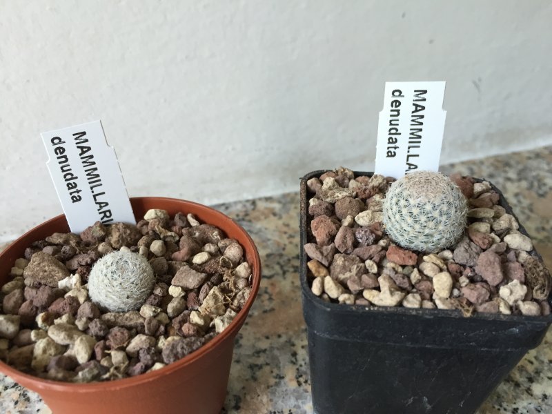 Mammillaria denudata 