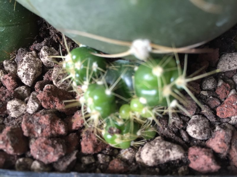 Gymnocalycium horstii 