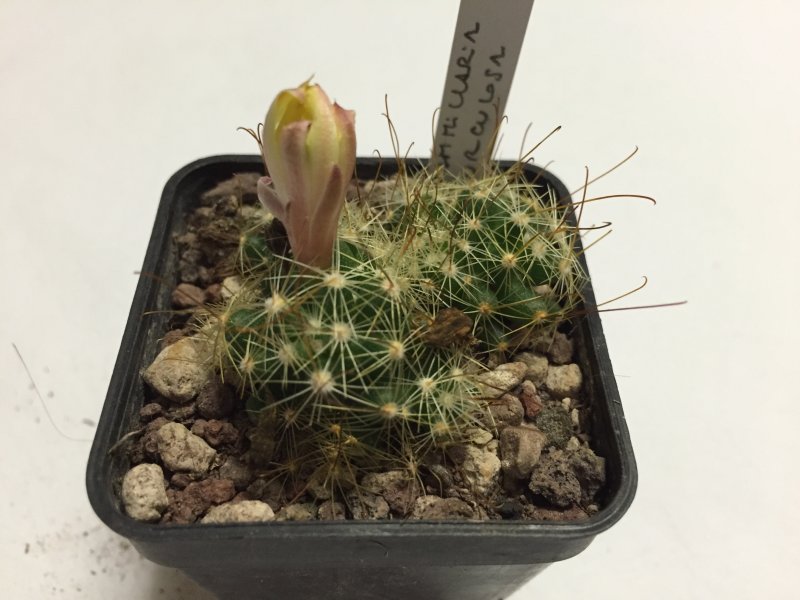 Mammillaria surculosa 