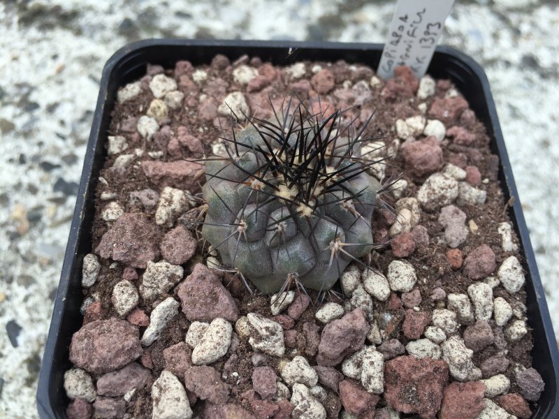 Copiapoa magnifica KK1393