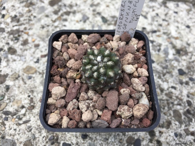 Neoporteria wagenknechtii v. multiflora KK49