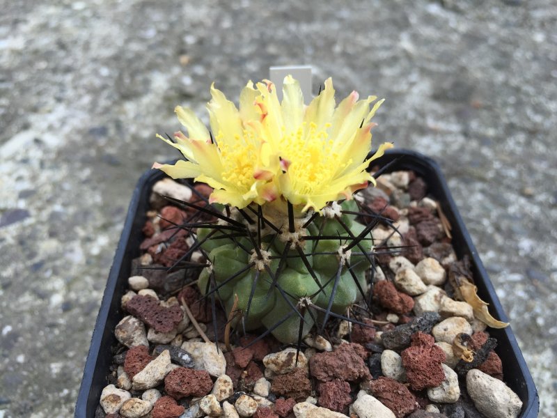 Copiapoa montana 