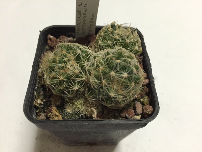 mammillaria dumetorum