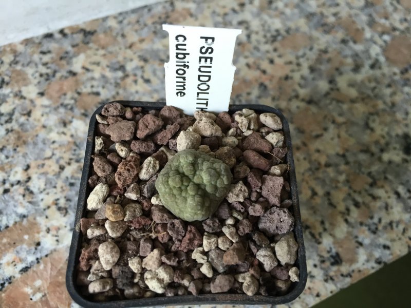 Pseudolithos cubiformis 