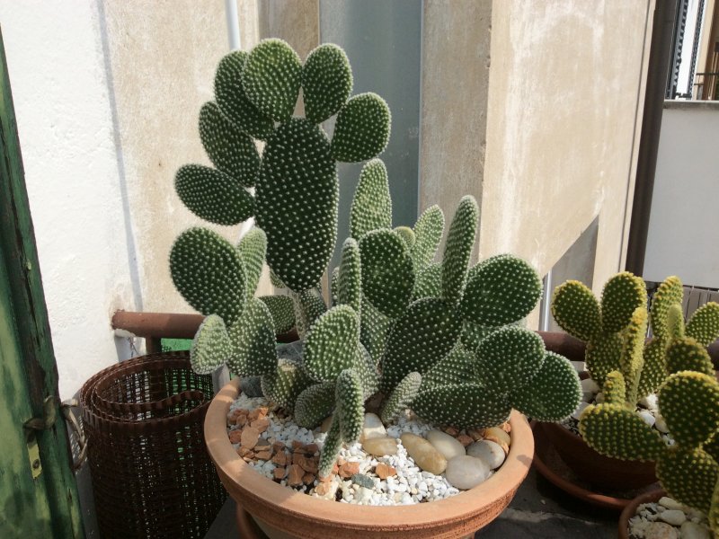 Opuntia microdasys v. albispina 