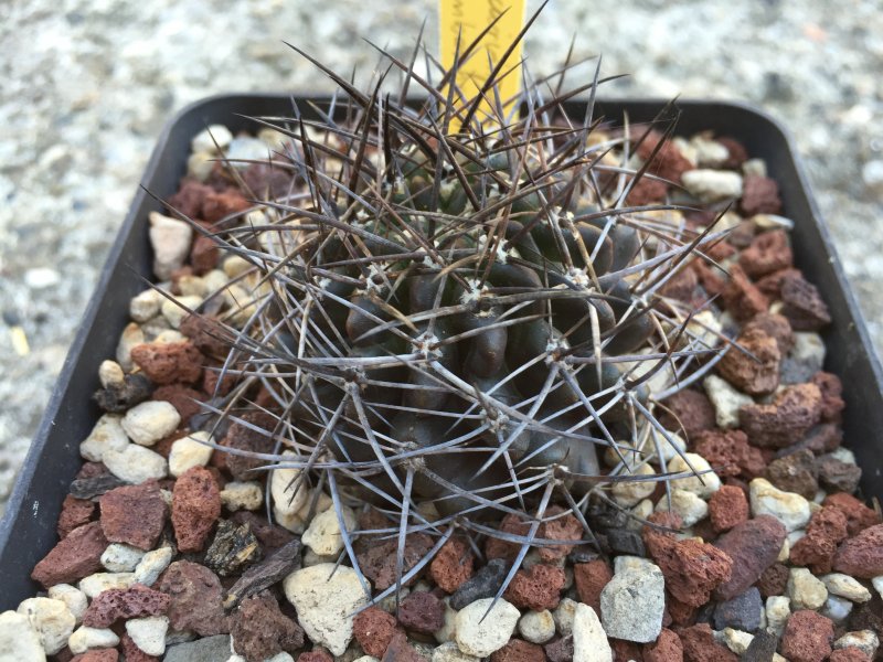 Pyrrhocactus curvispinus v. combarbalensis 