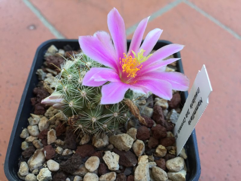 Mammillaria insularis 