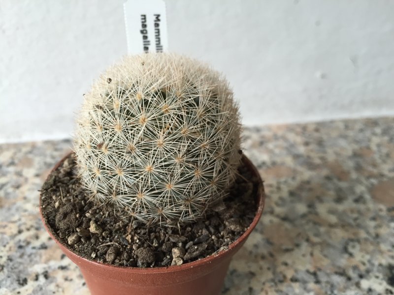 Mammillaria magallanii 