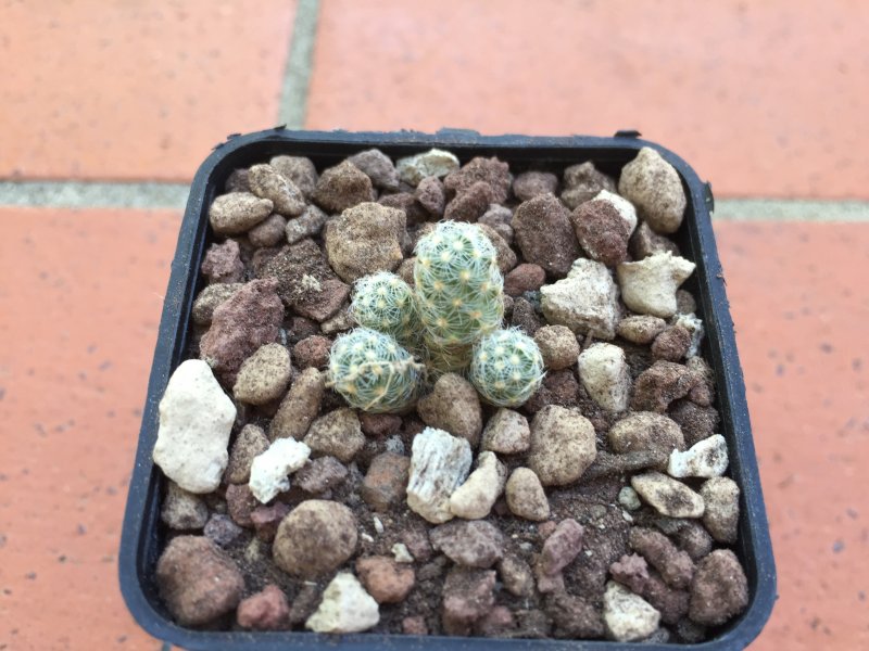 Mammillaria saboae 