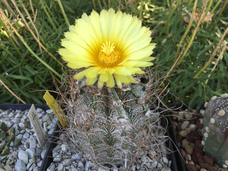 Astrophytum capricorne cv. crassispinoides 