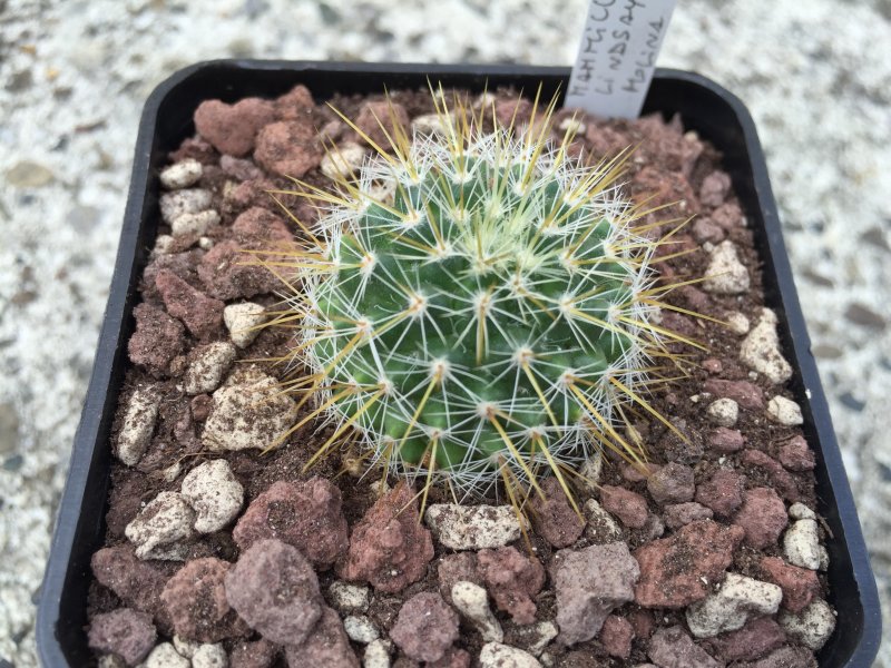 Mammillaria lindsayi 