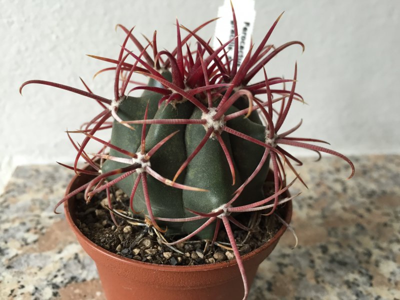 Ferocactus gracilis SB1280