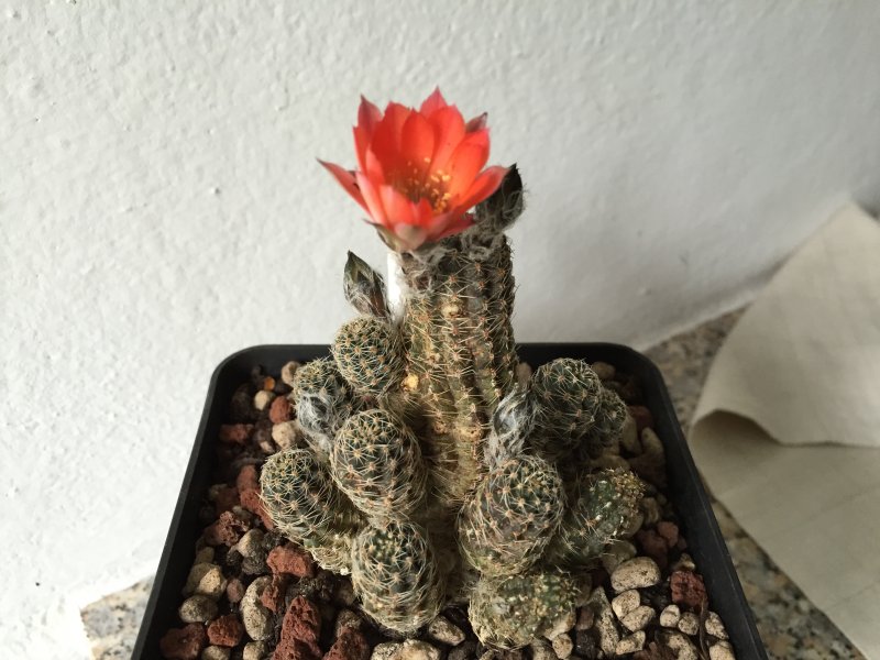 Rebutia pygmaea 