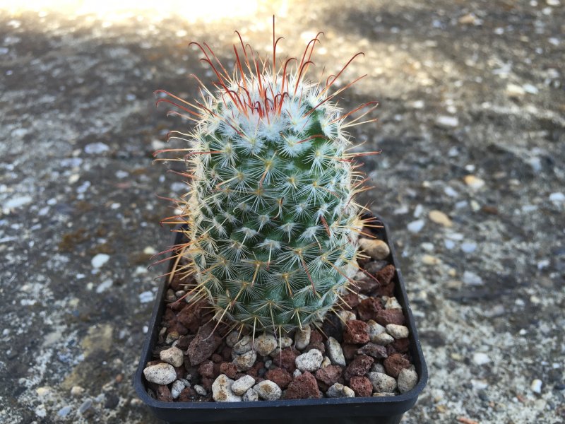 Mammillaria bombycina 