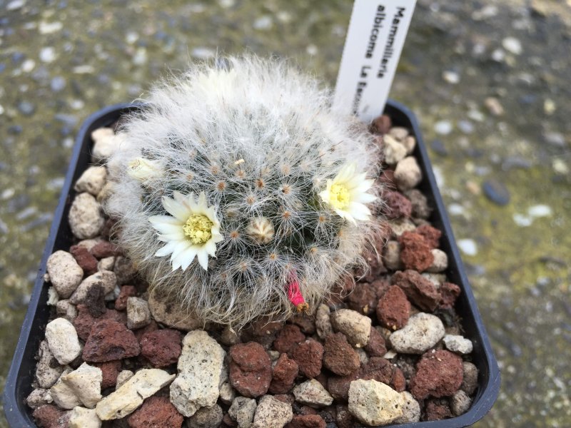 Mammillaria albicoma 