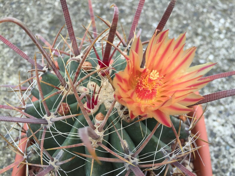 Ferocactus peninsulae 