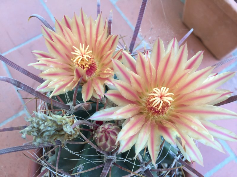 Ferocactus peninsulae 