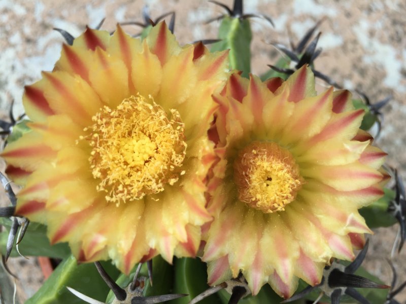 Ferocactus wislizeni ssp. herrerae 