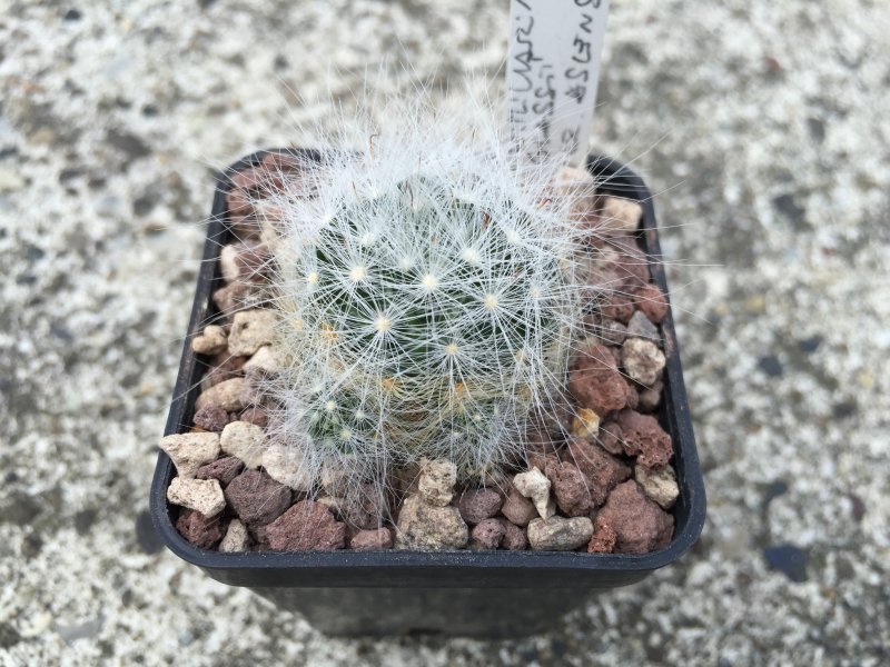 Mammillaria glassii ssp. ascensionis 